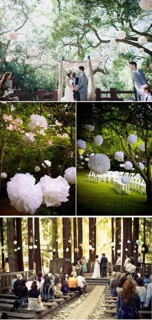 Pompons dans les arbres