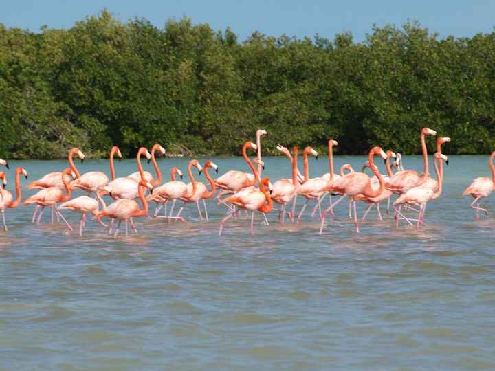 Flamants roses