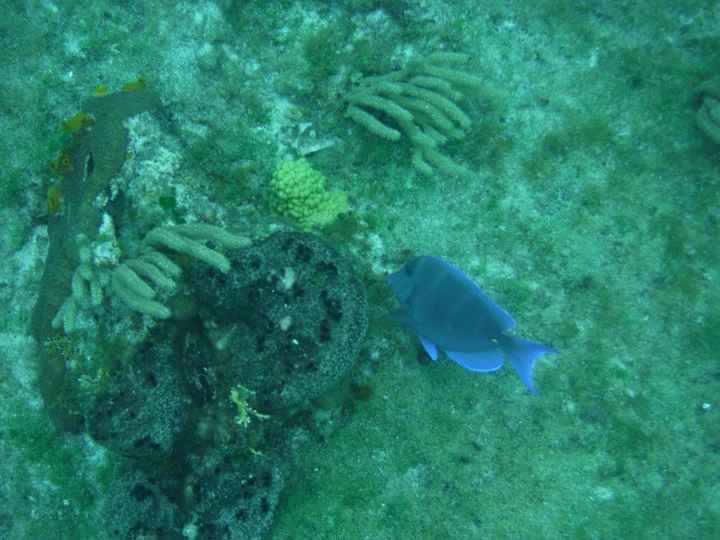 Fonds marins à Cozumel