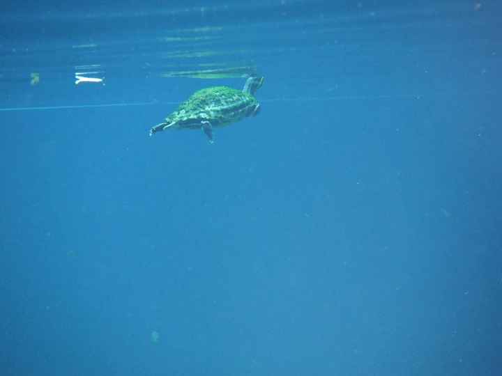 Bébé tortue à Gran Cenote