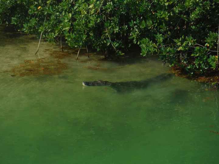 Crocodile à Siaan khan