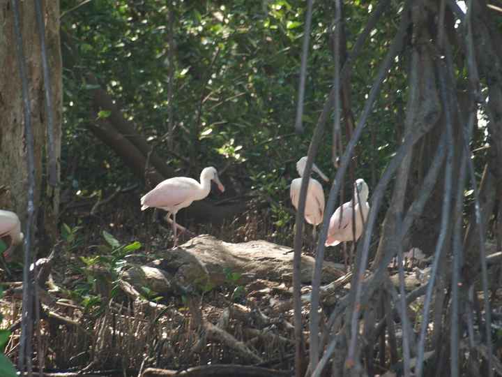 oiseaux à siaan khan