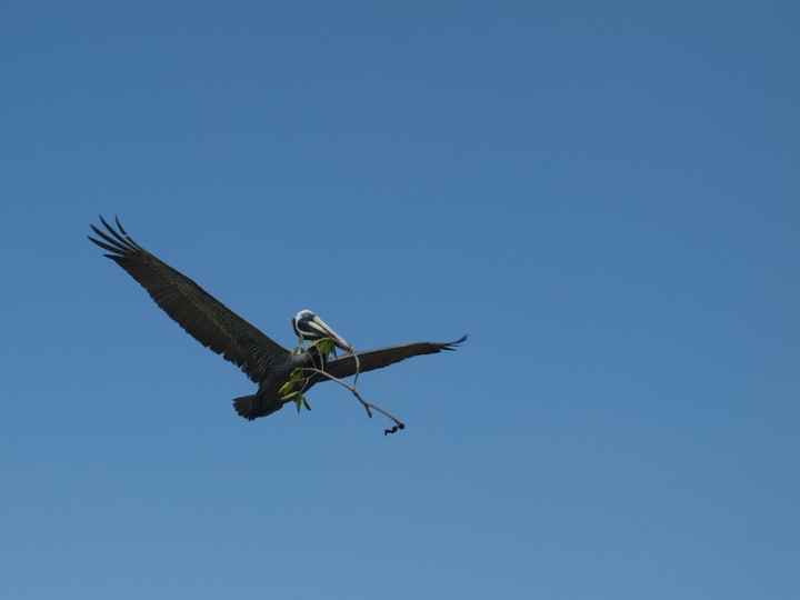 Pelican à Siaan khan