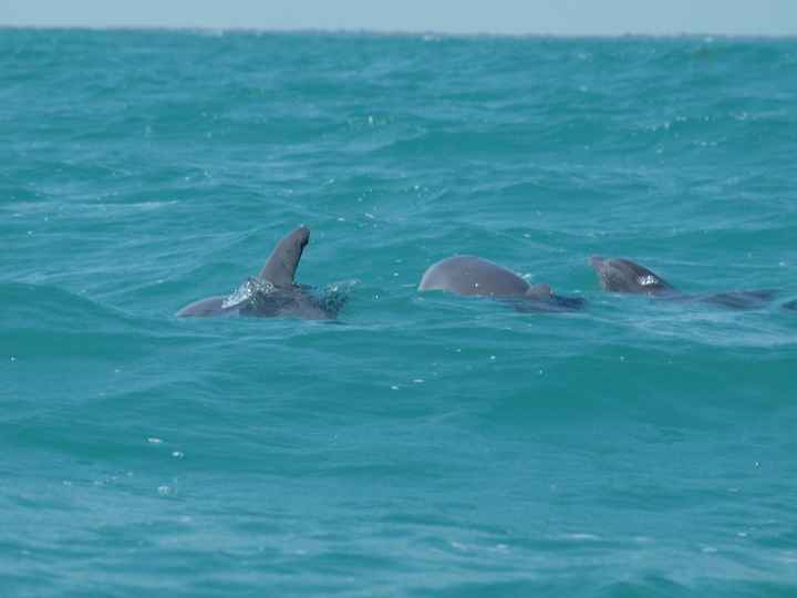 dauphins à siaan khan