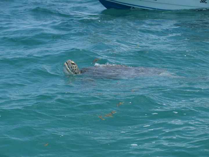Tortue à siaan khan