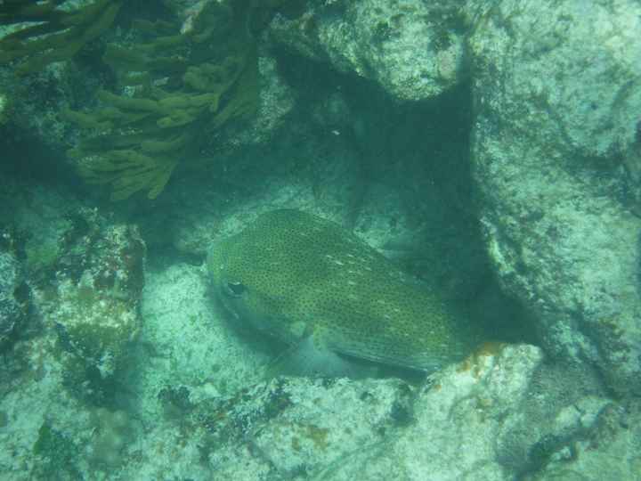 Snorkeling à siaan khan