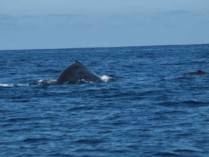 Baleines à puerto vallarta
