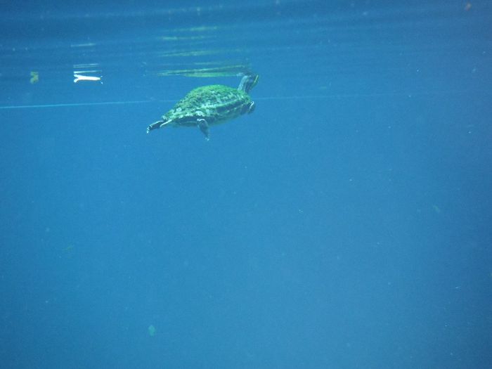 Bébé tortue à Gran Cenote