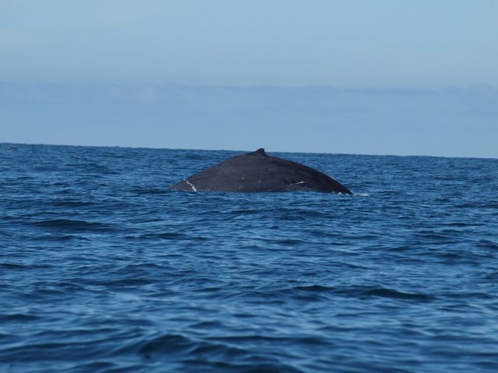 Baleines à puerto vallarta