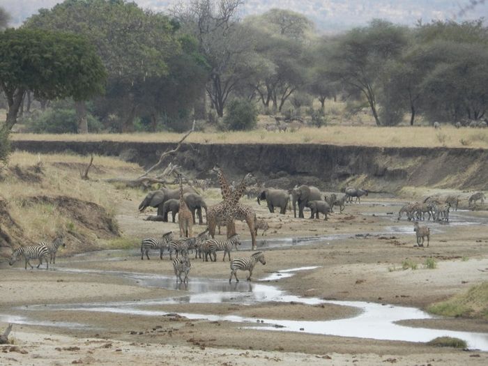 Tanzanie