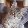 Leonor