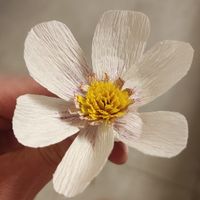 Tests fleurs - 4