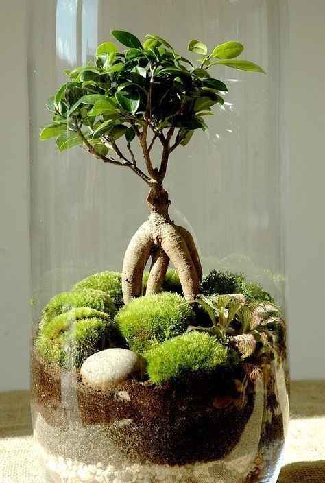 Terrarium - Inspi n°2 - 2