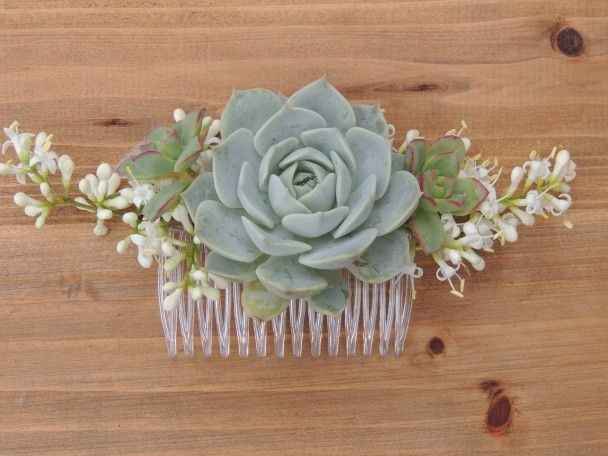 Fan de succulentes - 1