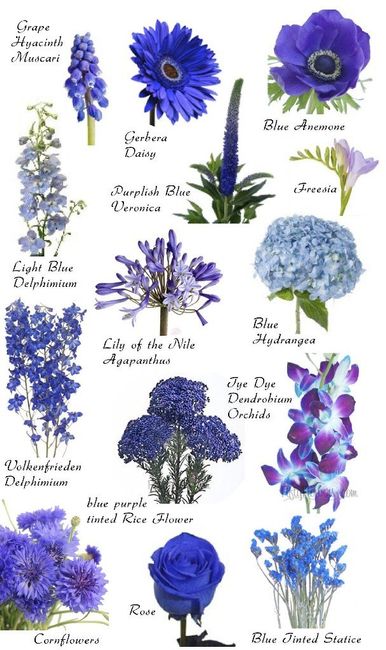 Fleurs bleues une galère! - 1