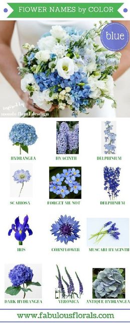 Fleurs bleues une galère! - 2