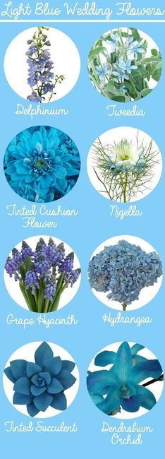 Fleurs bleues une galère! - 3