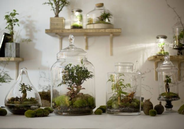 Terrarium - Inspi n°2 - 8