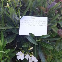 Besoin de votre aide... Encore ! Love note - 1