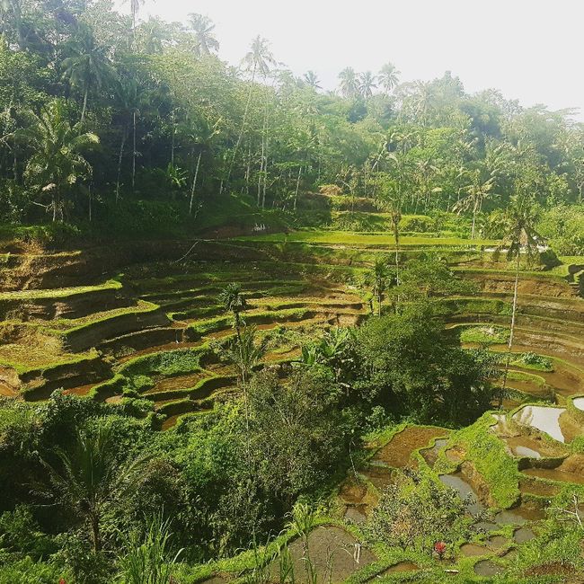 Voyage de noces à Bali, vos avis 2