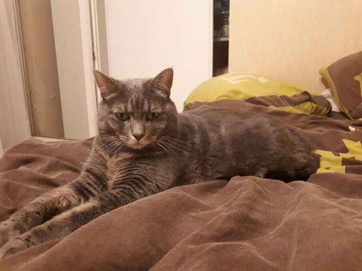  Nos animaux ont une place importante 💕 - 1