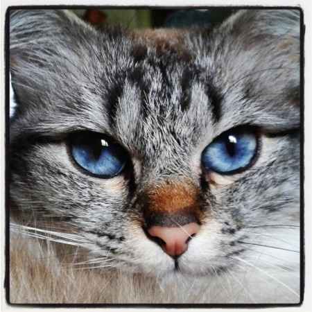 frimousse notre titi