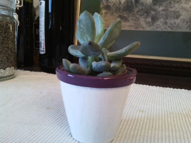 Marque place succulente