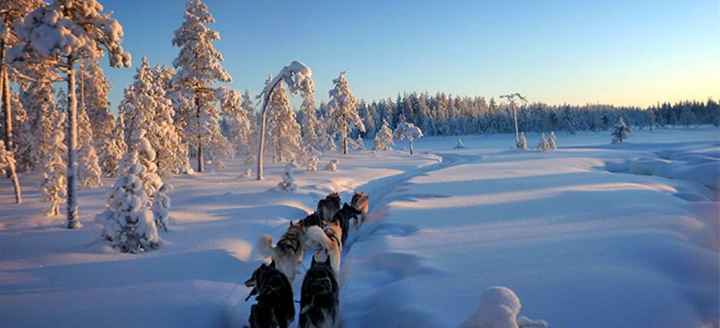 Chiens de traineau en Finlande