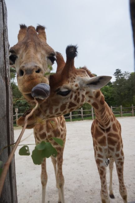 Notre weekend de noces au zoo de la fleche! - 21