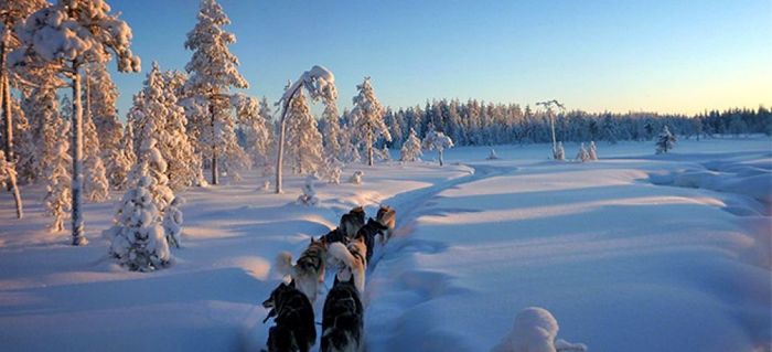 Chiens de traineau en Finlande