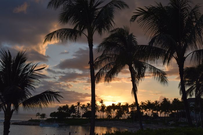  Retour sur notre voyage de noces, chapitre Ii: Hawaii! 🌺 - 7