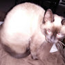 Romy