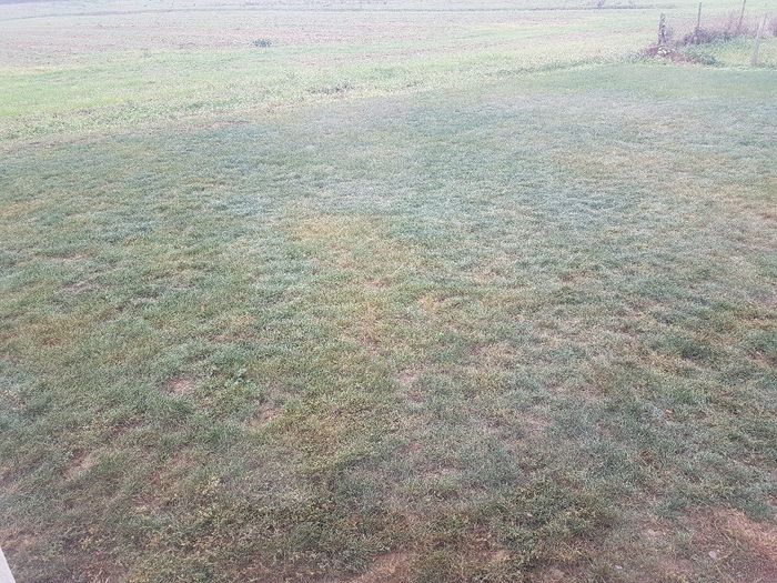 Alternative aux fleurs ? 1