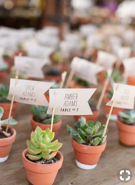Inspiration succulentes - 2