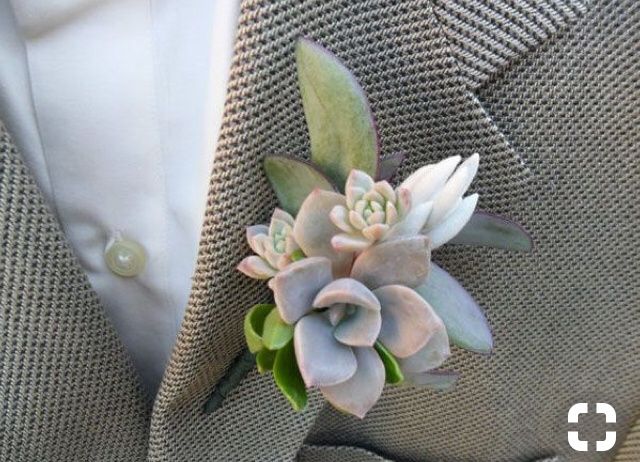Inspiration succulentes - 5