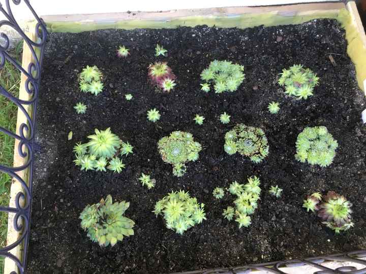 Succulentes - cadeaux invités - 1