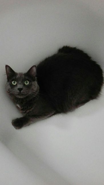 Animal, animaux, photos de nos chéris - 1