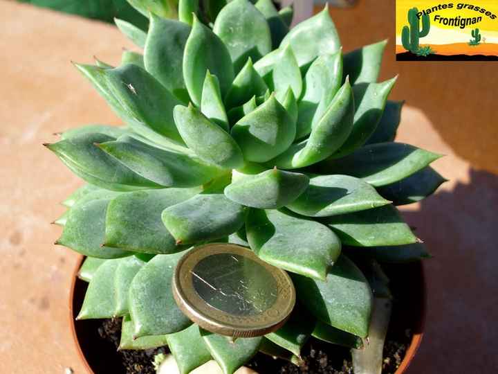 Cadeau aux invités... - 1