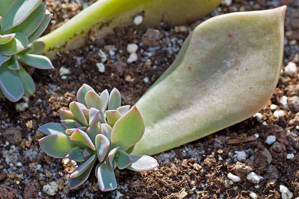 Cadeau aux invités... - 3