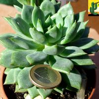 Cadeau aux invités... - 1