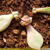 Cadeau aux invités... - 2