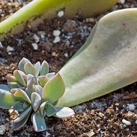 Cadeau aux invités... - 3