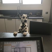  Nos animaux ont une place importante 💕 - 1