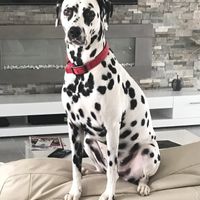  Nos animaux ont une place importante 💕 - 2