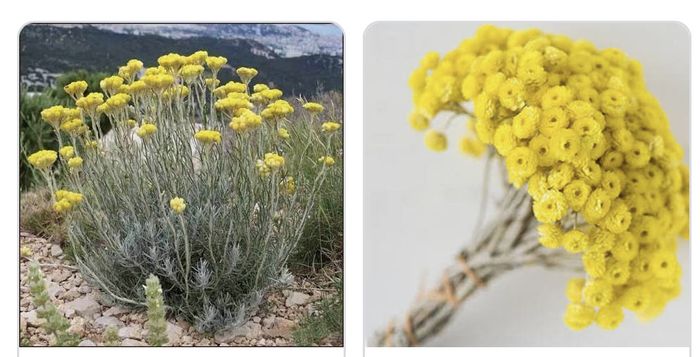 Idée fleurs pour table thème Plage 4