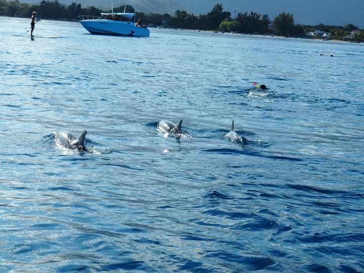  L'île Maurice pour notre voyage de noces!!! - 3