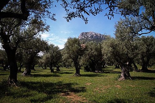 Parc des oliviers la farlède