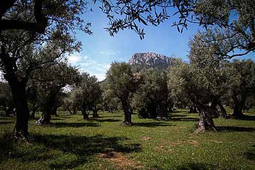 Parc des oliviers la farlède
