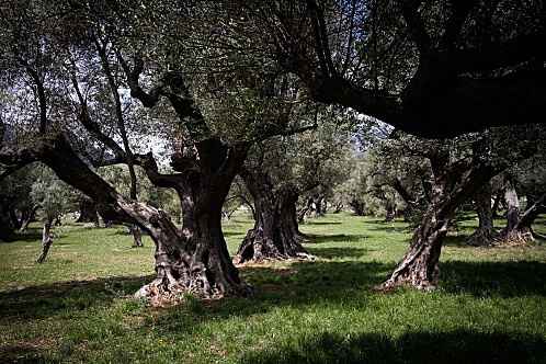 Parc des oliviers la farlède