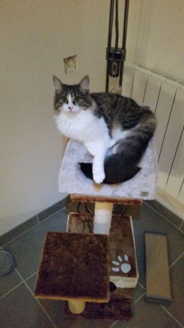 Nos animaux ! - 1